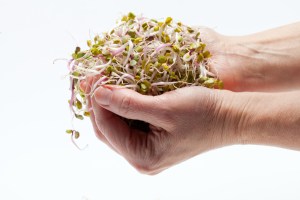 נגה פורת / שובה של הנו"ן